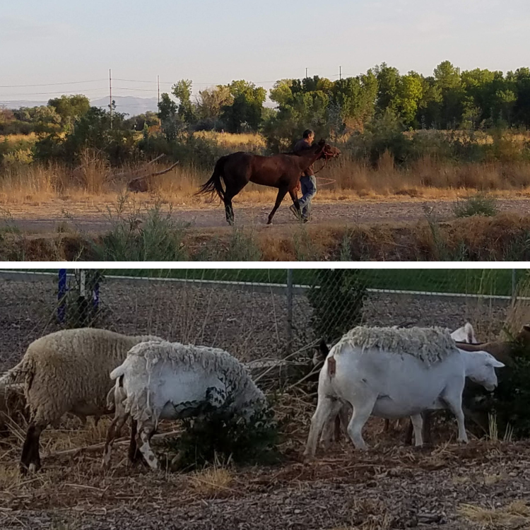 man-with-horse-goats-eating-weeds