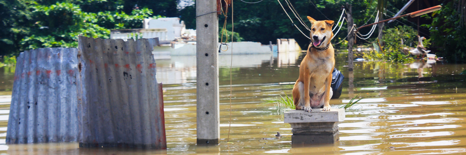 Planning for Your Pets during Evacuations 