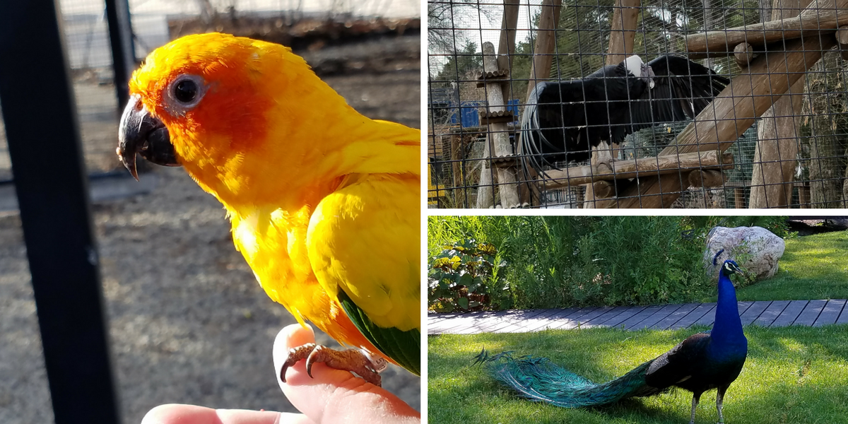 Birds at Tracy Aviary, Sun Conure, Andean Condor, Peacock