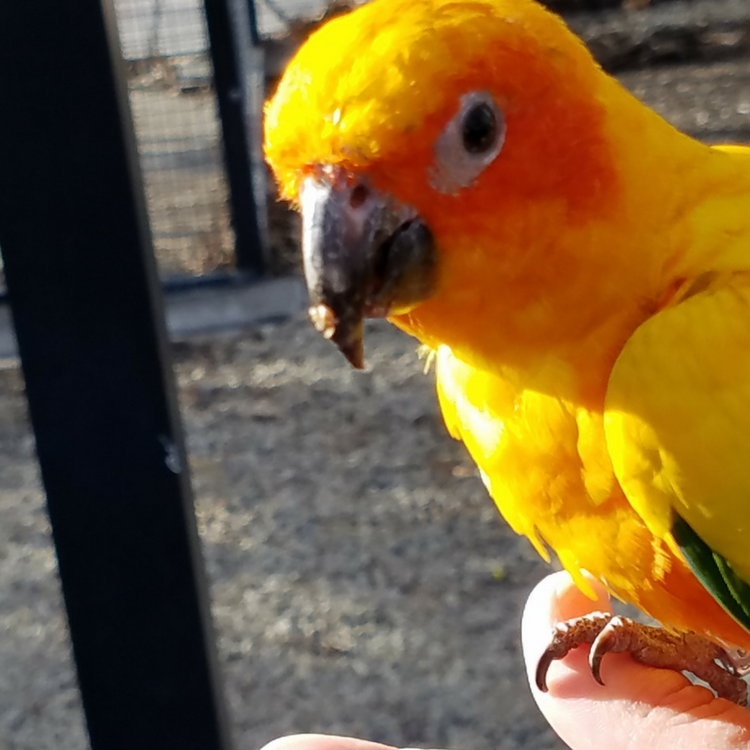 Sun Conure perched on finger at Tracy Aviary