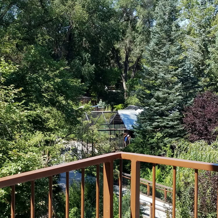 grove of trees at Tracy Aviary