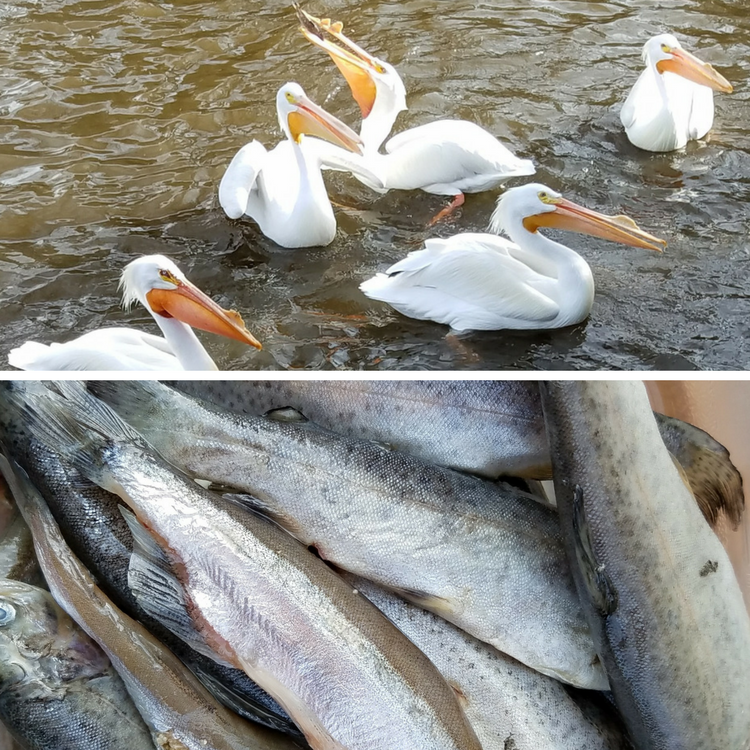 Feed Fish to the Pelicans