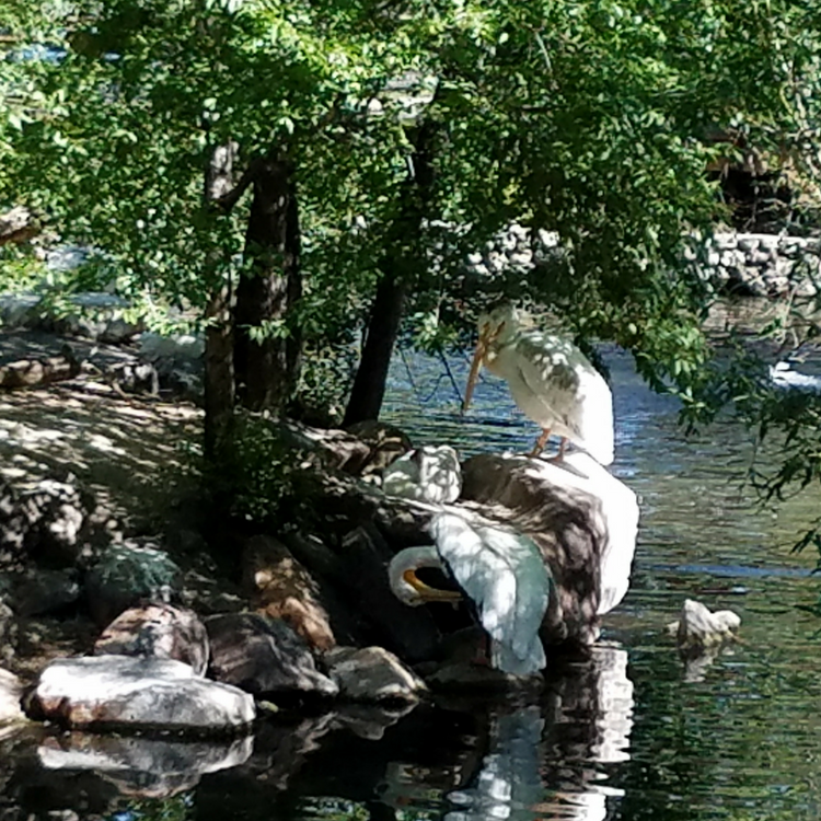 Pelicans preening under the shade of a tree