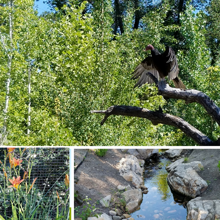Tracy Aviary landscape, trees, native flowers and streams