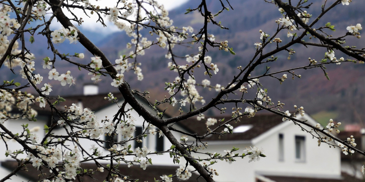 Spring trees are blossoming in front of house