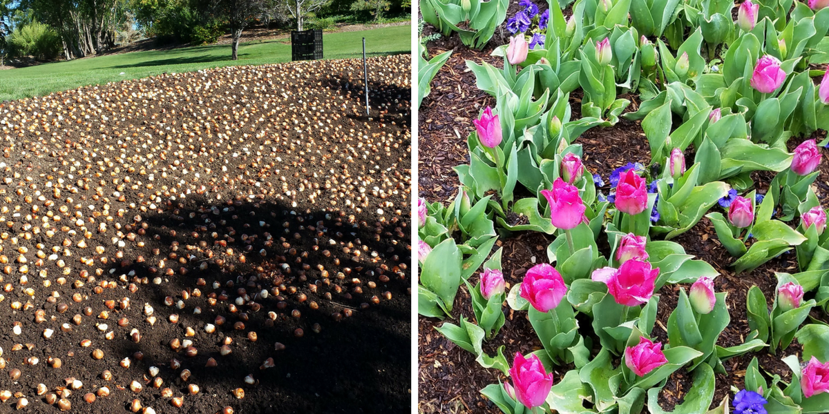 Alt=tulip bulbs, blooming tulips