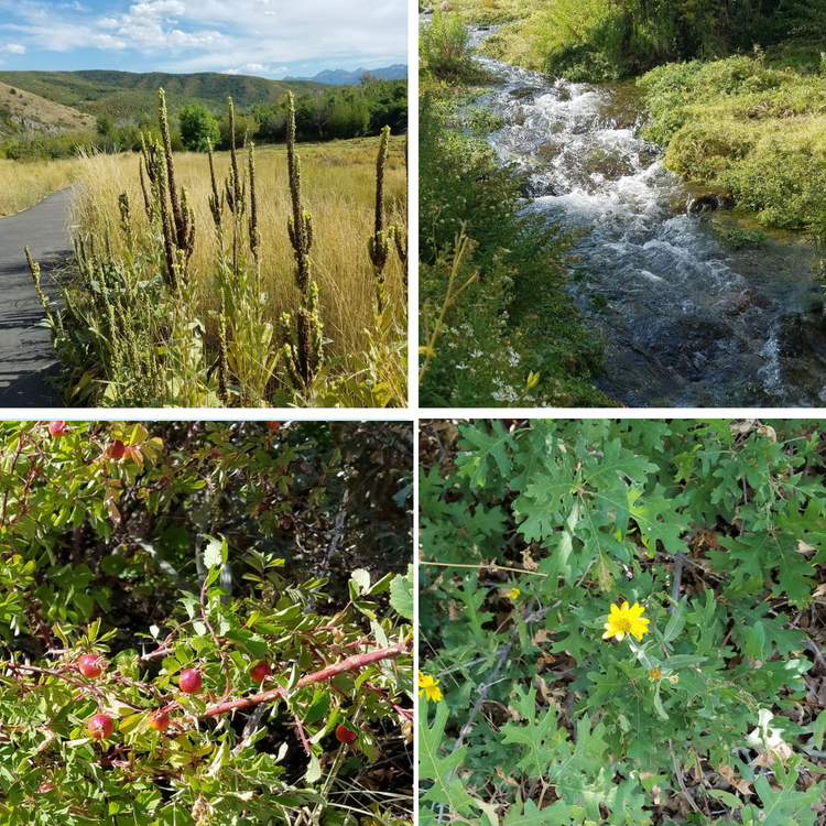 Cascade-Springs-Nature-Walk