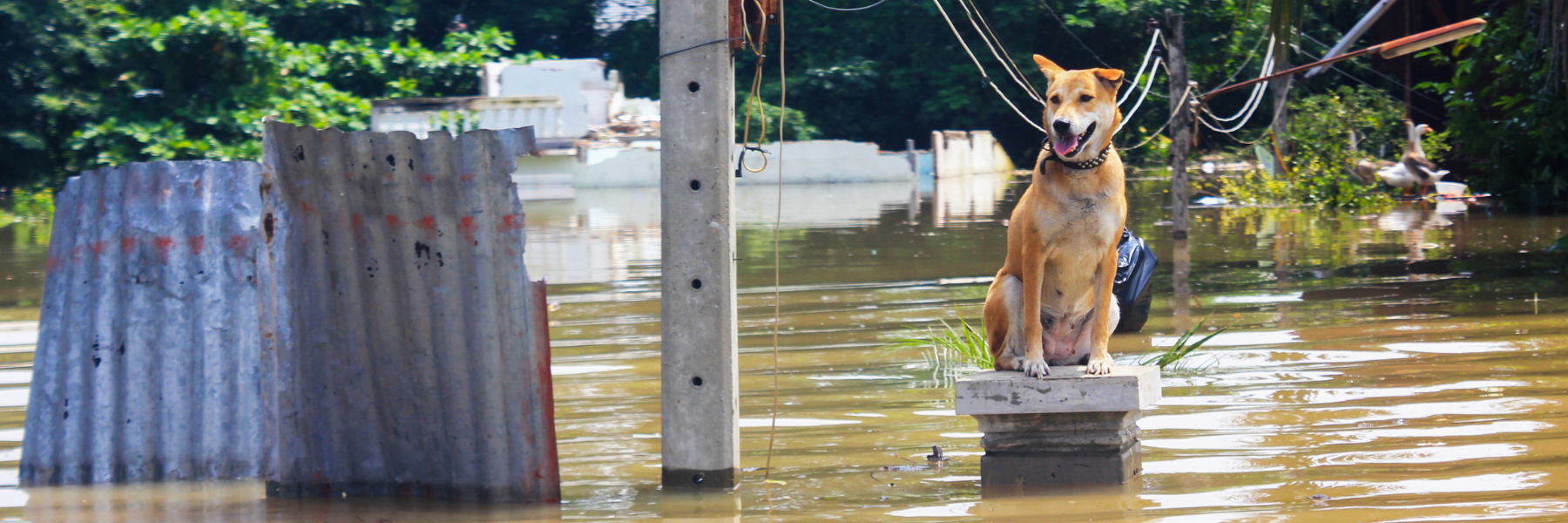 Planning for Your Pets during Evacuations
