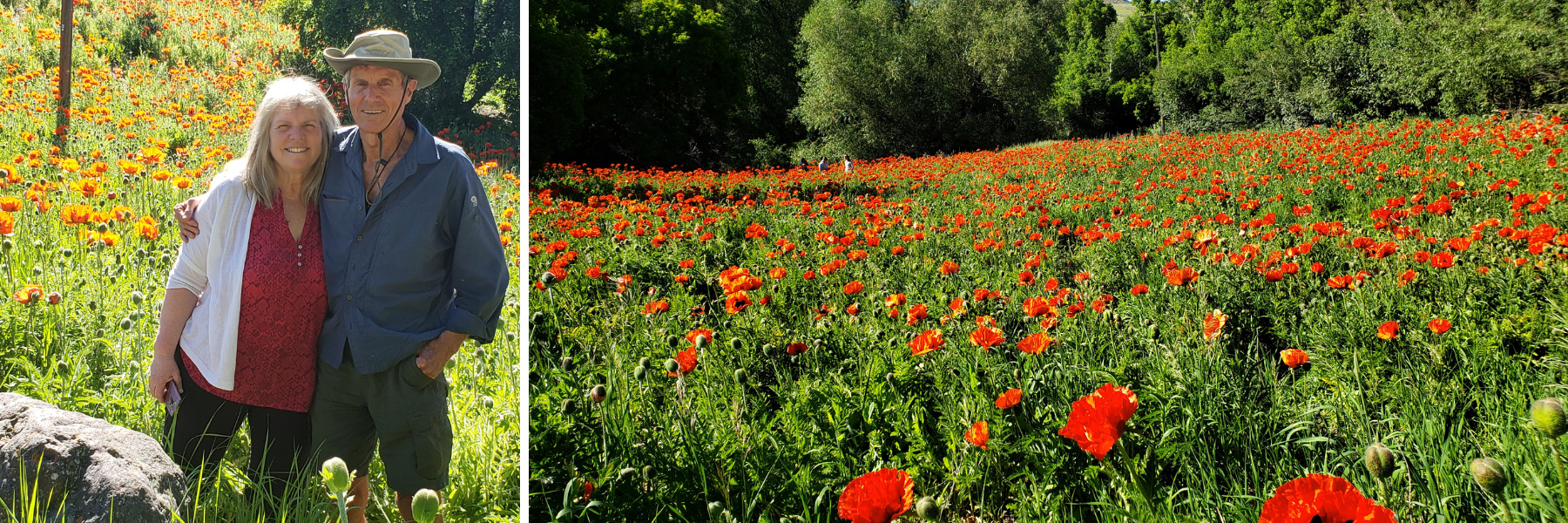The Poppy Fields at Mantua and Alpine