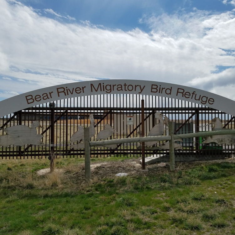 Bear River Migratory Bird Refuge