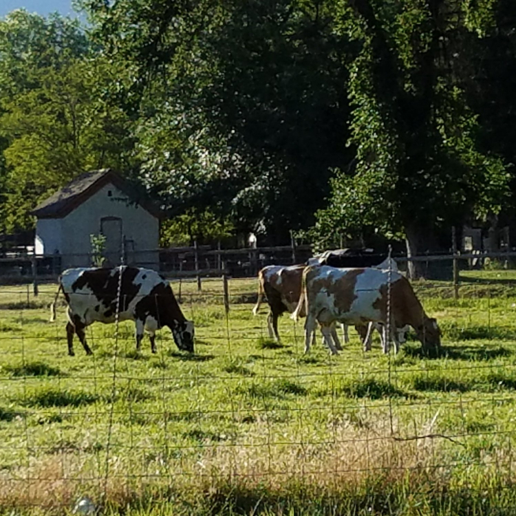 cows in field at Wheeler Farm